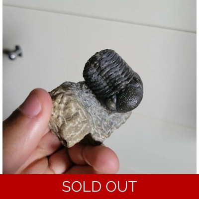 Nice Phacops Trilobite Fossil From The Devonian of Morocco